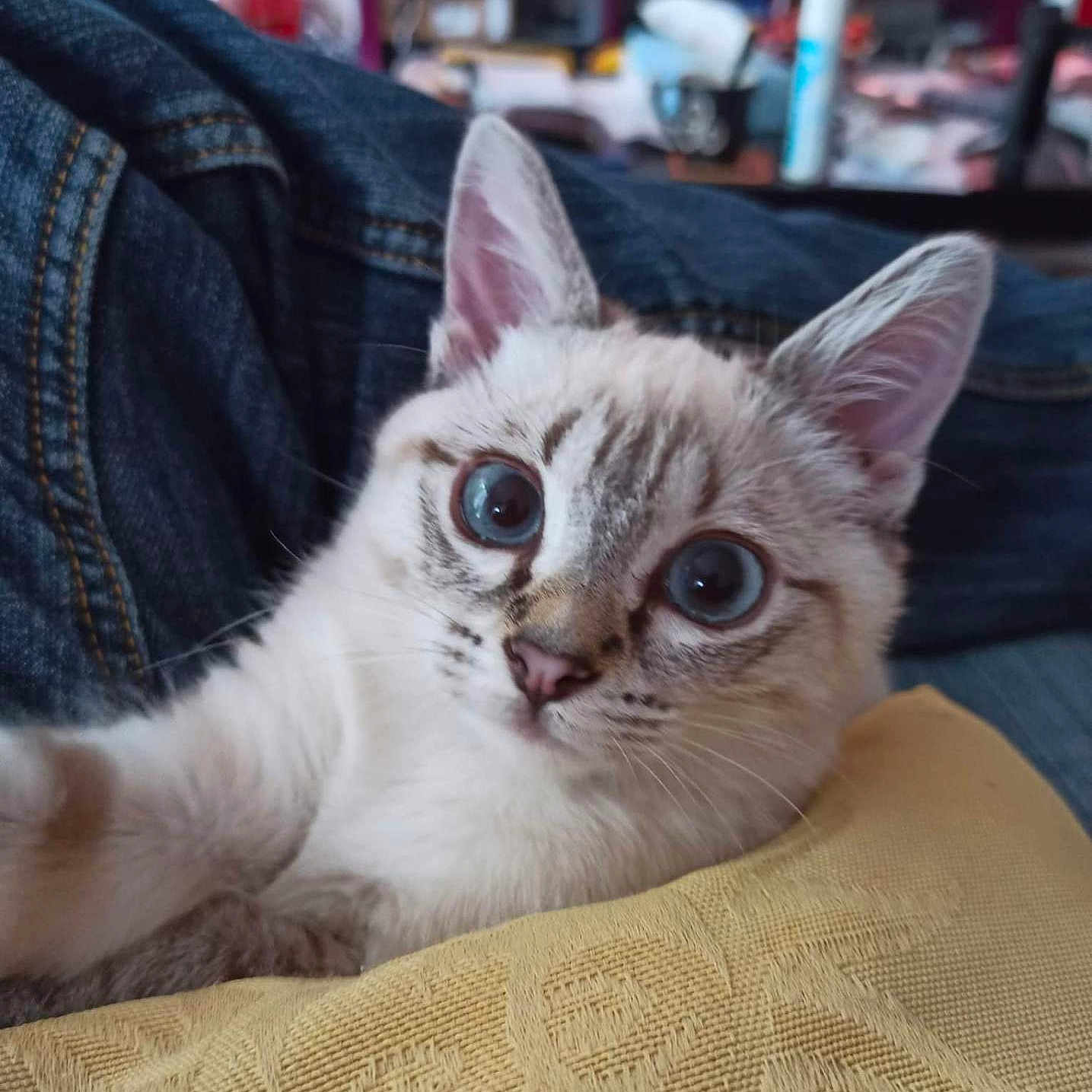 Téa a rejoint le concours — aidez-le/la à gagner de superbes lots ! abyssinian, angora, animal, blanket, cat, clothing, couch, cushion, furniture, homedecor, indoors, jeans, kitten, manx, pants, pet, siamese