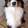 Aïko a rejoint le concours — aidez-le/la à gagner de superbes lots ! dog, tricolor, fluffy, portrait, sitting, indoors, tile_floor, black_fur, white_fur, brown_fur, blue_merle, long_hair, ears, nose, eyes, paws, chest, pet, animal, centered_composition