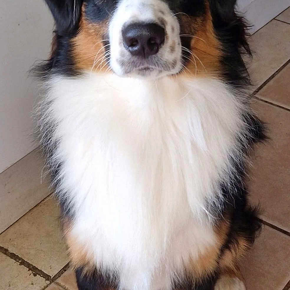 Aïko