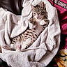 kitten, cat, towel, cozy, indoor, pet, feline, white, soft, resting, cute, striped, pink_paws, relaxed, fur, animal, cute_pet, sleepy, home, comfort