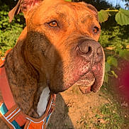 Lucios participe au concours pour gagner de l'argent avec cette photo : dog, brindle, harness, outdoor, sunlight, leafy_background, close_up, pet, canine, nature, grass, tree, animal, muzzle, ears, fur, collar, daylight, portrait, watchful