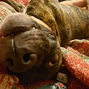 Molly May joined the competition — help win amazing prizes! animal, brindle, brown, canine, close_up, companion, cute, dog, domestic, face, fur, indoor, lying_down, nose, patterned, pet, quilt, relaxed, resting, sleepy