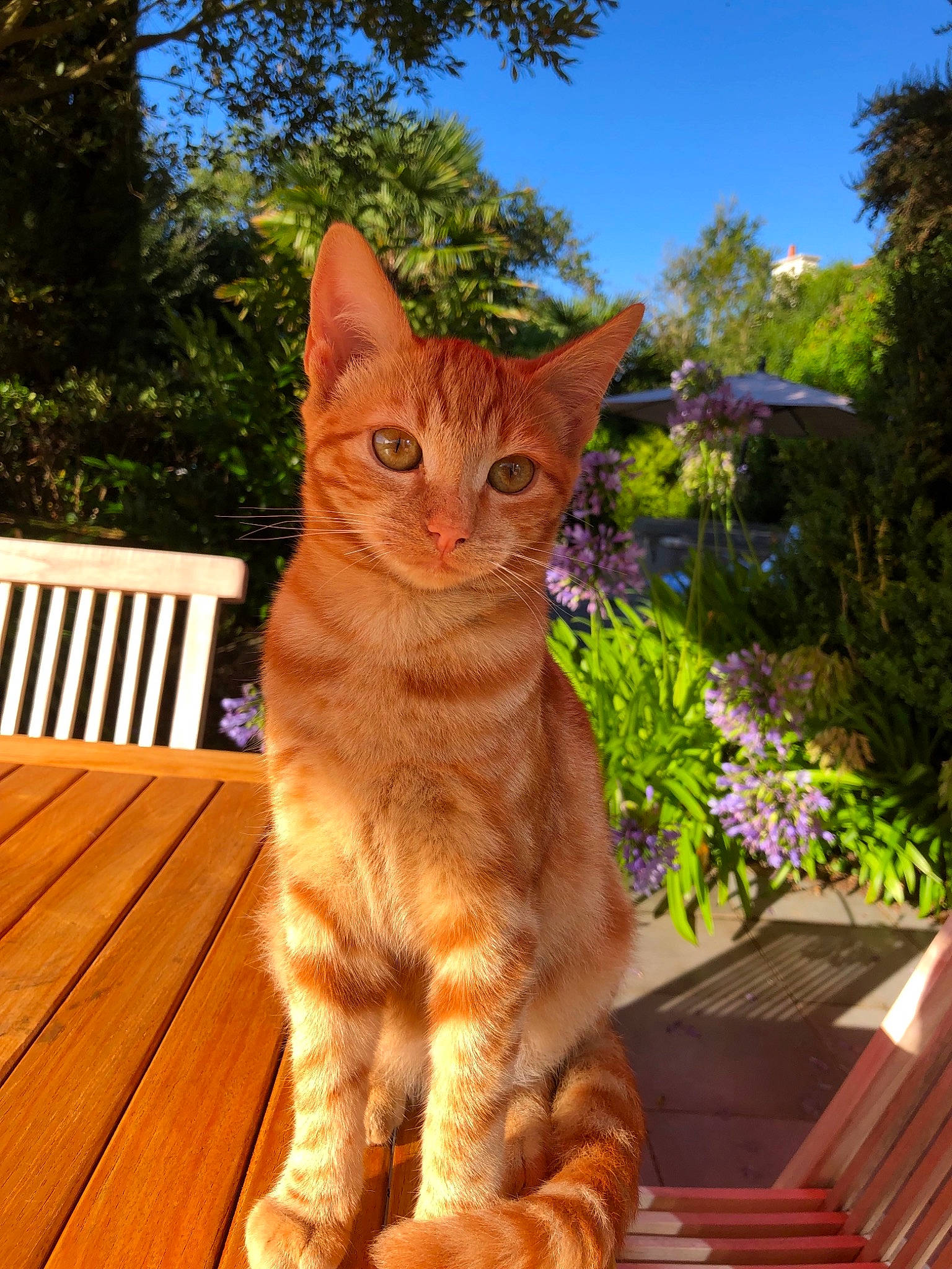 Miyagi a rejoint le concours — aidez-le/la à gagner de superbes lots ! aegean_cat, american_wirehair, arabian_mau, asian, australian_mist, carnivore, cat, domestic_short_haired_cat, european_shorthair, fawn, felidae, german_rex, kitten, mammal, ocicat, small_to_medium_sized_cats, sokoke, tabby_cat, vertebrate, whiskers