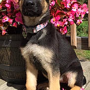 Oakley joined the competition — help win amazing prizes! dog, puppy, german_shepherd, flower_pot, pink_flowers, wooden_deck, outdoor, pet, collar, sunlight, nature, cute, animal, sitting, portrait, young, ears, fur, daylight, garden
