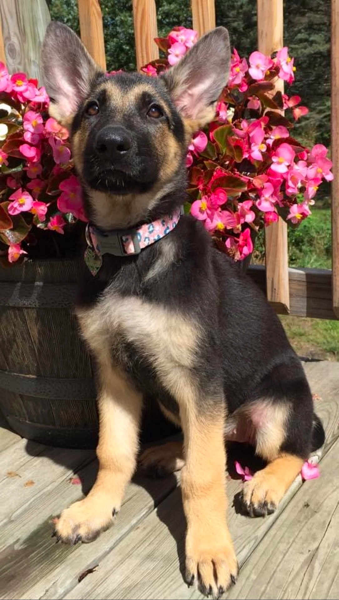 Oakley joined the competition — help win amazing prizes! dog, puppy, german_shepherd, flower_pot, pink_flowers, wooden_deck, outdoor, pet, collar, sunlight, nature, cute, animal, sitting, portrait, young, ears, fur, daylight, garden