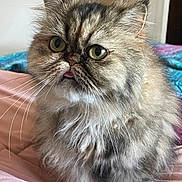 Milla is registered to the contest to win money with this photo: animal, bed, cat, cozy, curious, cute, domestic_cat, eyes, feline, fluffy, fur, indoor, mammal, pet, pink_bedspread, portrait, relaxed, soft_light, tongue_out, whiskers