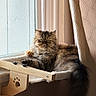 animal, cat, cozy, curtain, fluffy, fur, furniture, hammock, home, indoors, looking, natural_light, persian_cat, pet, quiet, relaxed, resting, screen, window, wood