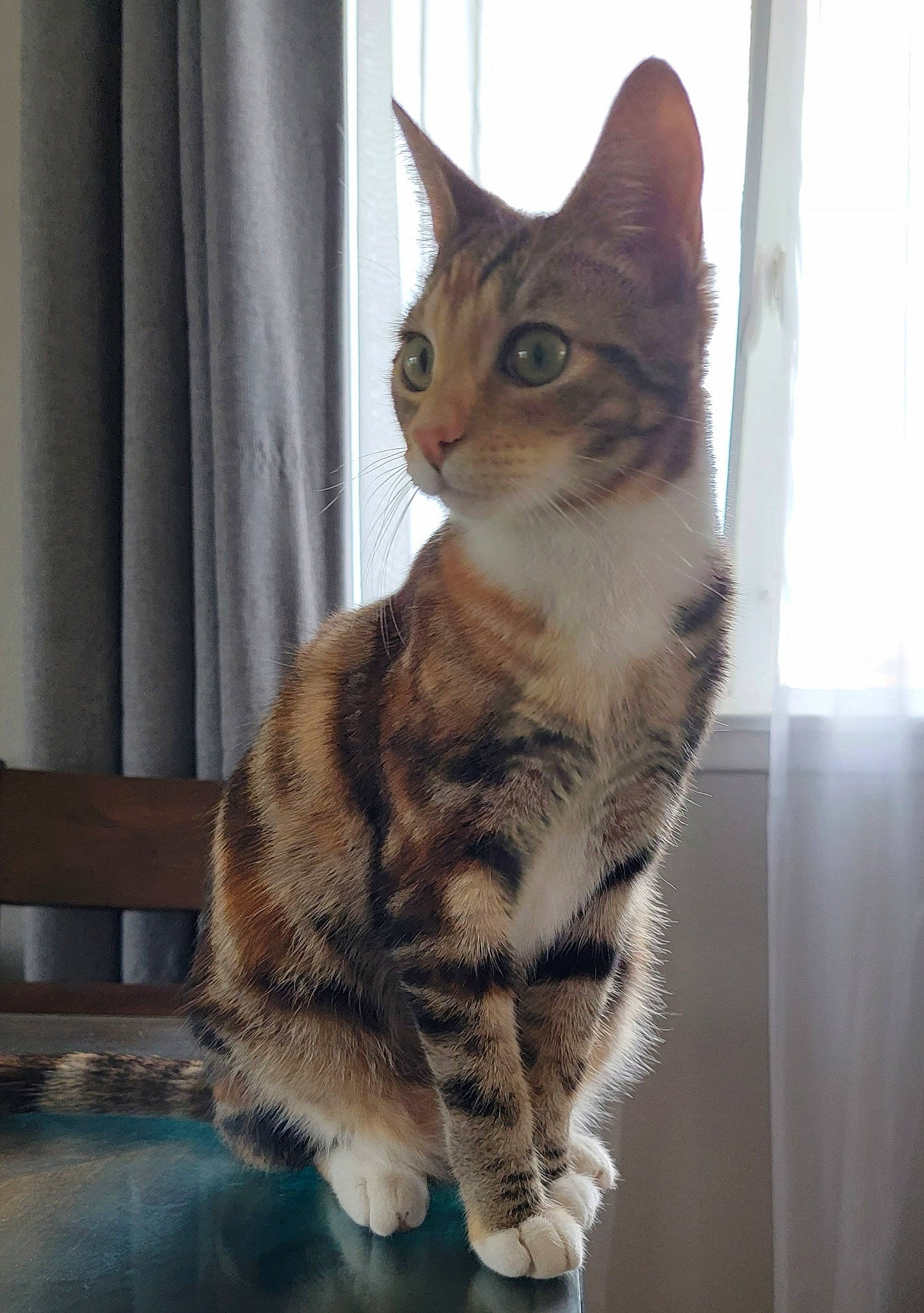 Aria is registered to the contest to win money with this photo: carnivore, cat, curtain, domestic_short_haired_cat, door, felidae, fur, head, paw, sitting, small_to_medium_sized_cats, snout, tail, terrestrial_animal, whiskers, window