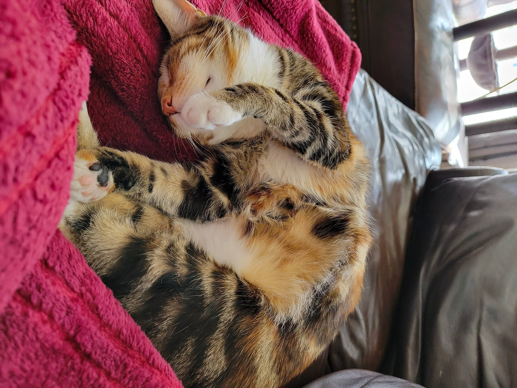 Aria joined the competition — help win amazing prizes! bag, carnivore, cat, claw, comfort, domestic_short_haired_cat, fawn, felidae, fur, linens, pattern, paw, small_to_medium_sized_cats, snout, tail, textile, whiskers, wool, woolen, woven_fabric