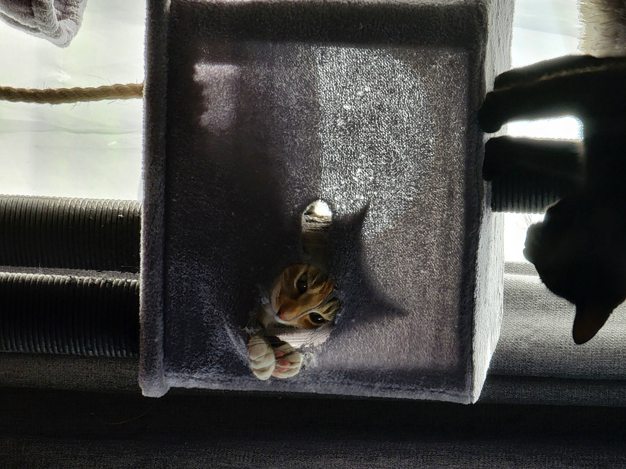 Aria is registered to the contest to win money with this photo: automotive_lighting, carnivore, cat, drinkware, fashion_accessory, felidae, font, fur, grey, leather, linens, metal, rectangle, room, serveware, small_to_medium_sized_cats, still_life_photography, tints_and_shades, whiskers, wood