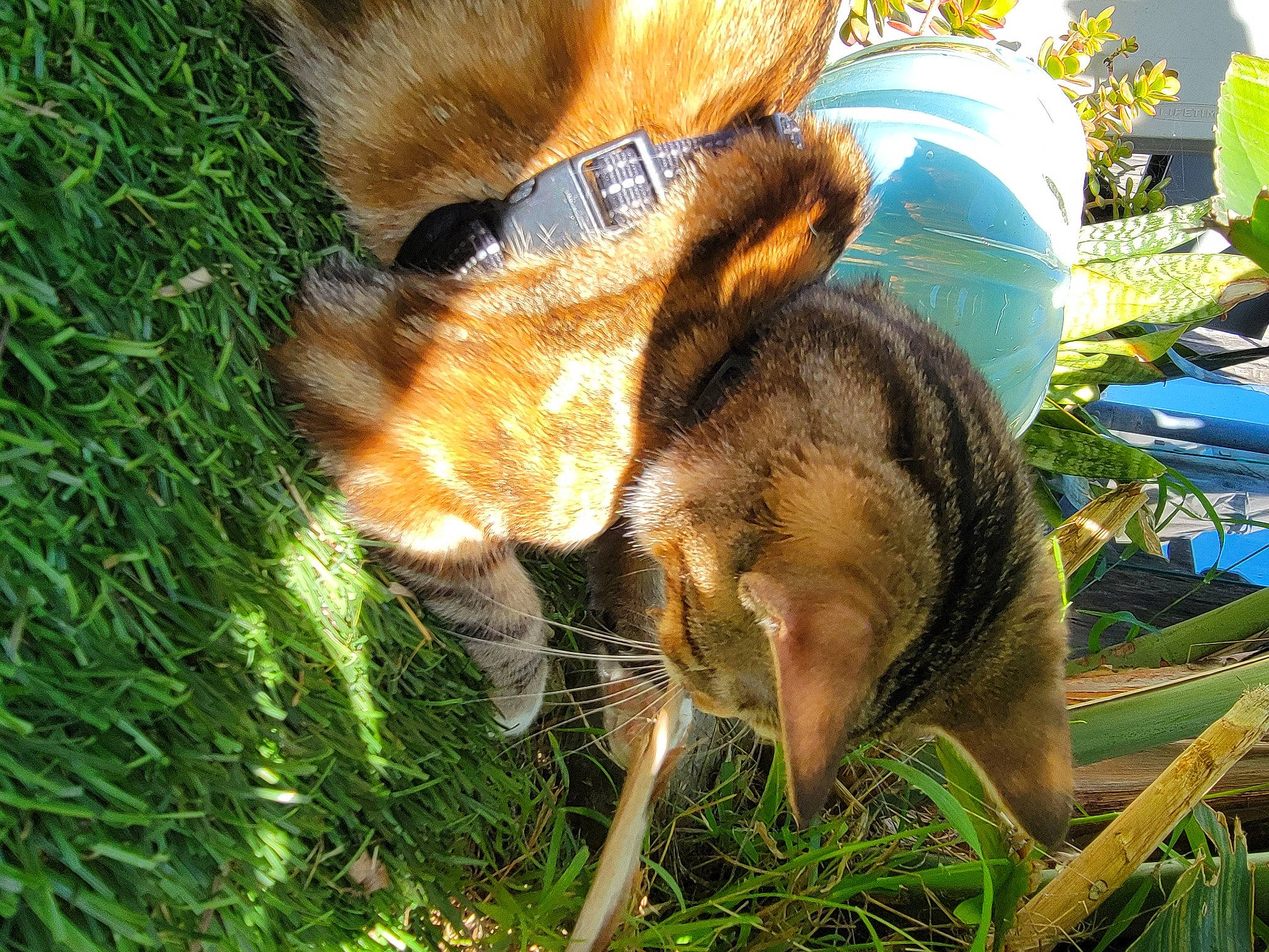 Aria joined the competition — help win amazing prizes! _geese_and_swans, canidae, chipmunk, claw, ducks, eastern_chipmunk, fawn, fox_squirrel, fur, grass, grass_family, human_leg, insect, organ_mountains_chipmunk, plant, pollinator, snout, squirrel, tail, terrestrial_animal