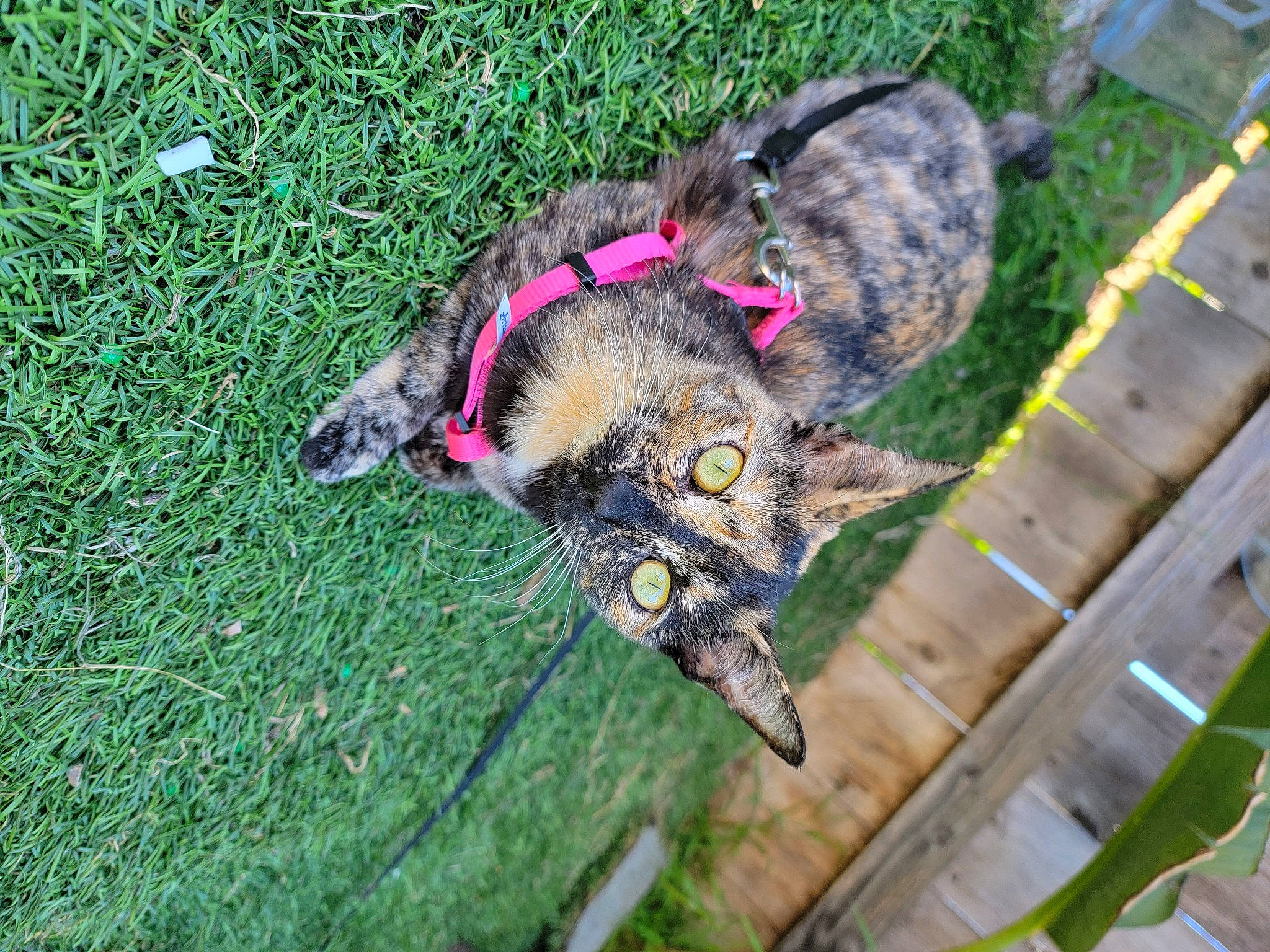 Aimi is registered to the contest to win money with this photo: canidae, carnivore, cat, collar, dog_breed, domestic_short_haired_cat, felidae, fur, grass, groundcover, leash, pet_supply, plant, small_to_medium_sized_cats, snout, sporting_group, tail, terrestrial_animal, whiskers, wildlife