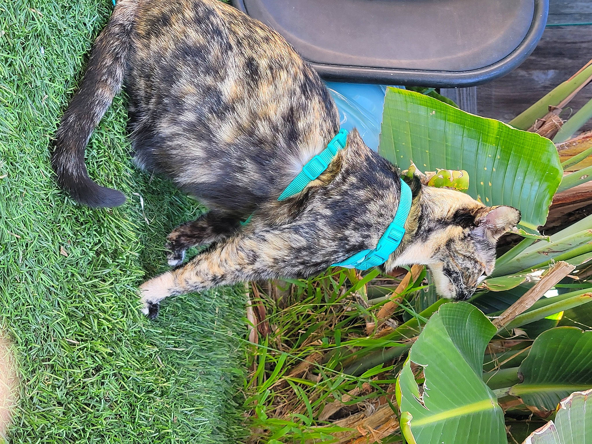 Aimi is registered to the contest to win money with this photo: canidae, carnivore, collar, companion_dog, dog, dog_breed, fur, grass, groundcover, hunting_dog, liver, non_sporting_group, plant, snout, sporting_group, tail, terrestrial_animal, terrestrial_plant, treeing_tennessee_brindle, working_animal