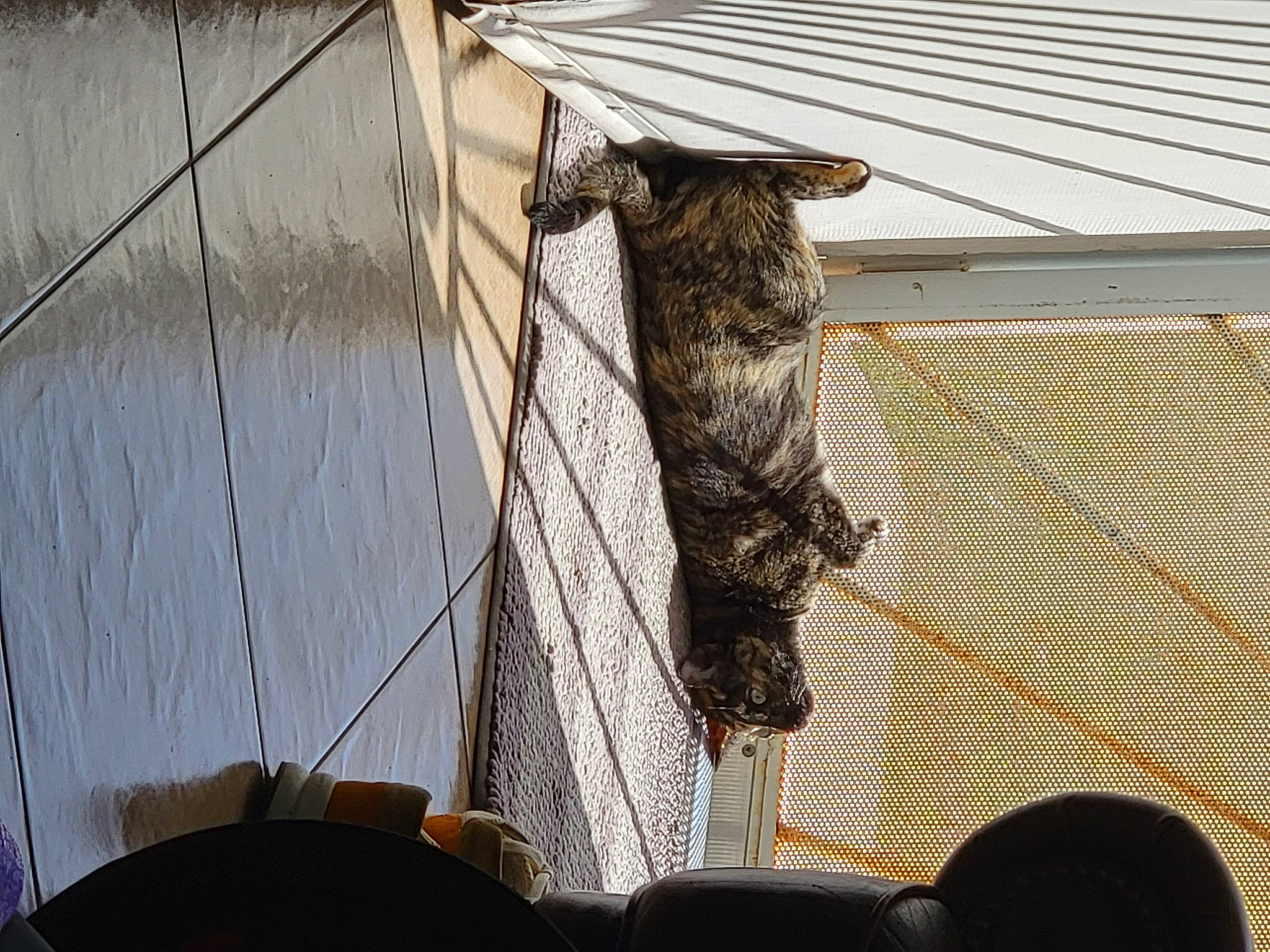 Aimi is registered to the contest to win money with this photo: automotive_tire, boat, boats_and_boating_equipment_and_supplies, building, domestic_short_haired_cat, felidae, fur, mesh, metal, roof, rope, tail, tree, trunk, twig, watercraft, whiskers, window, wire, wood