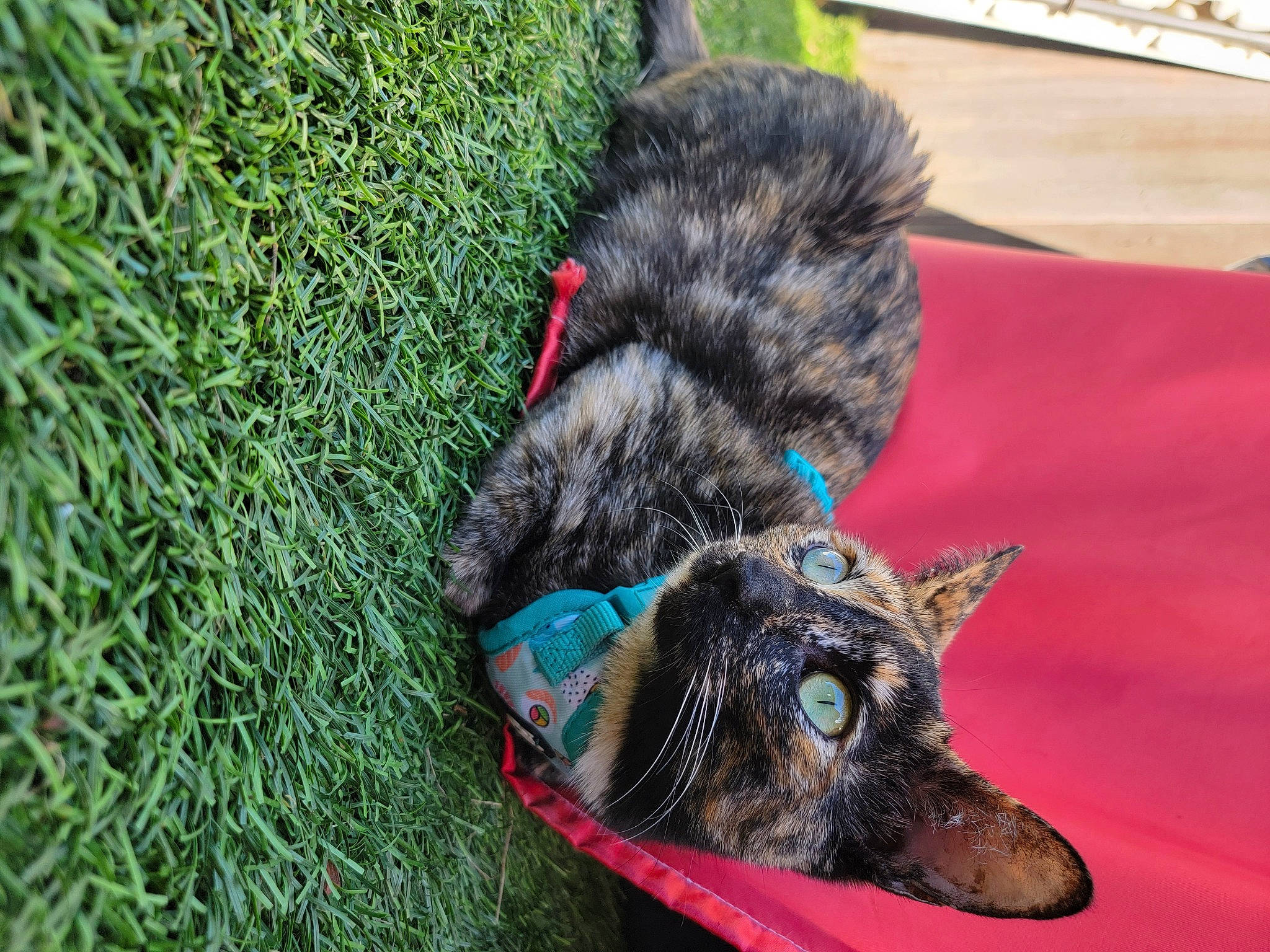 Aimi joined the competition — help win amazing prizes! canidae, carnivore, cat, claw, collar, dog_breed, domestic_short_haired_cat, felidae, fur, grass, groundcover, herding_dog, military_camouflage, small_to_medium_sized_cats, snout, sporting_group, tail, terrestrial_animal, whiskers, working_animal