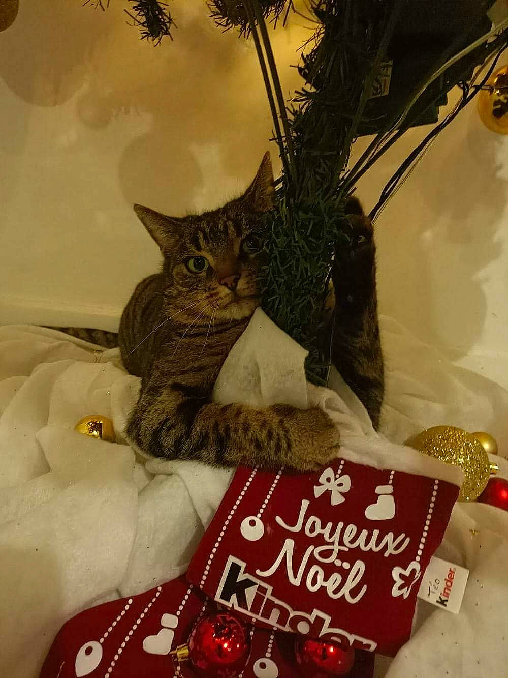 Omer a rejoint le concours — aidez-le/la à gagner de superbes lots ! carnivore, cat, christmas, christmas_decoration, christmas_eve, christmas_ornament, domestic_short_haired_cat, event, fawn, felidae, fur, holiday, linens, ornament, room, small_to_medium_sized_cats, tail, textile, twig, whiskers