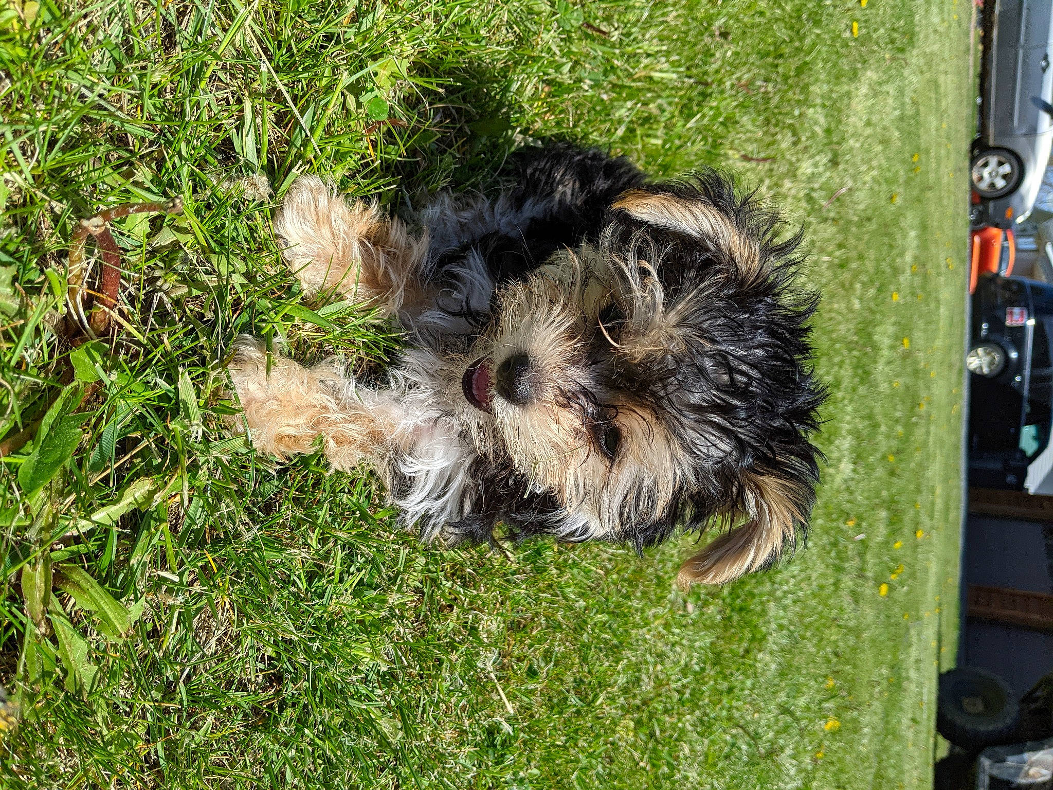 Zuse joined the competition — help win amazing prizes! canidae, car, carnivore, cockapoo, companion_dog, dog, dog_breed, grass, groundcover, plant, puppy, small_terrier, snout, sporting_group, terrier, tire, toy_dog, vehicle, water_dog, wheel