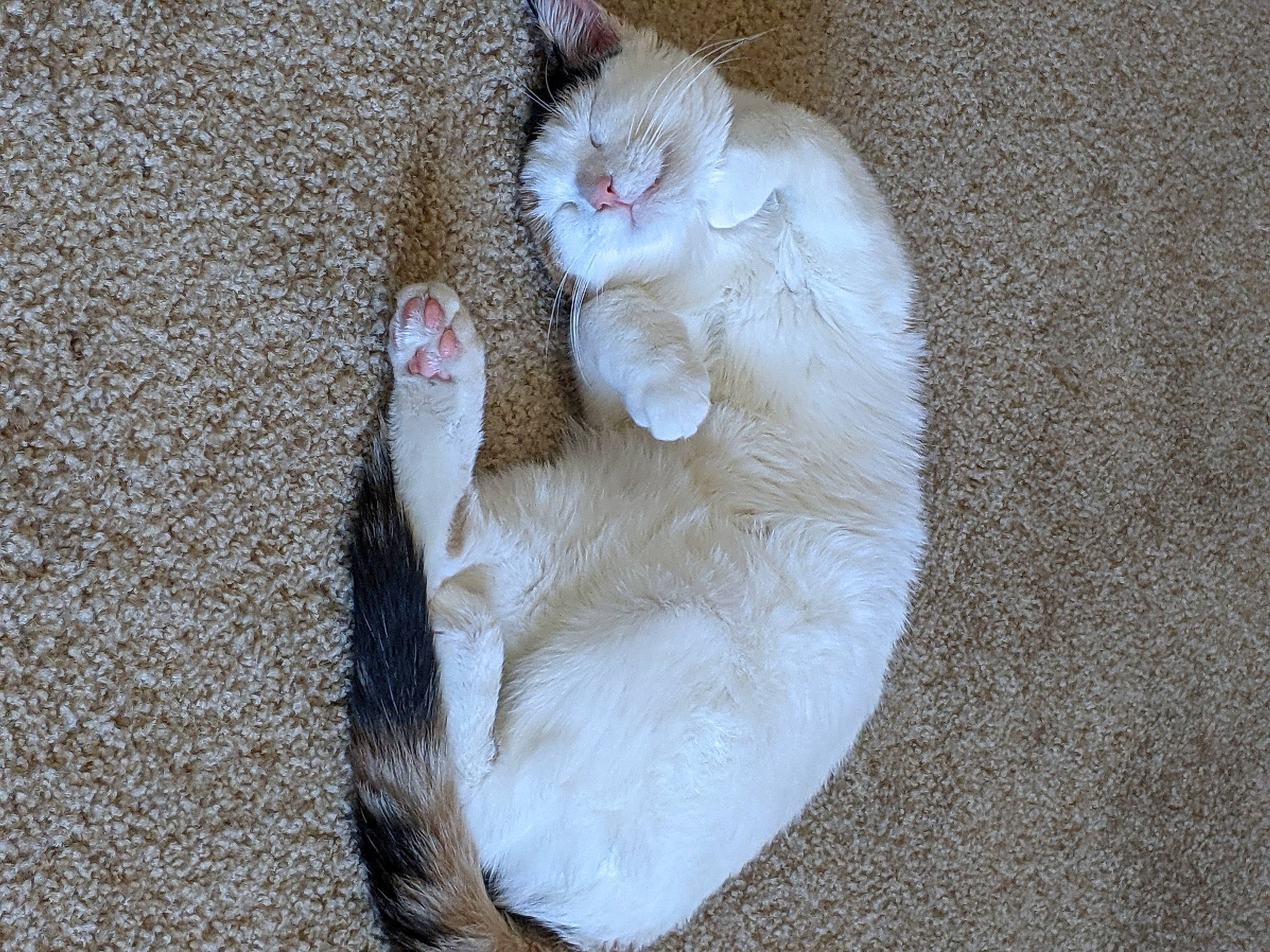 Niblet joined the competition — help win amazing prizes! carnivore, cat, cat_toy, claw, comfort, domestic_short_haired_cat, fawn, felidae, foot, fur, nail, nap, paw, small_to_medium_sized_cats, snout, tail, toe, whiskers