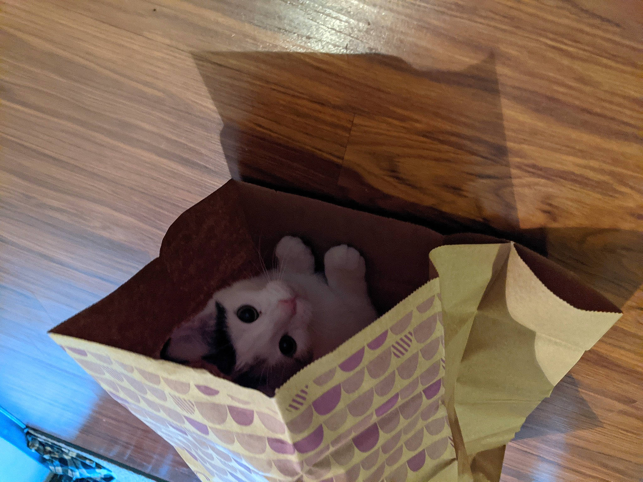 Niblet is registered to the contest to win money with this photo: basket, box, cardboard, carton, comfort, companion_dog, fawn, flooring, hardwood, packing_materials, paper, paper_product, pattern, plywood, room, stuffed_toy, toy, whiskers, wood, wood_stain