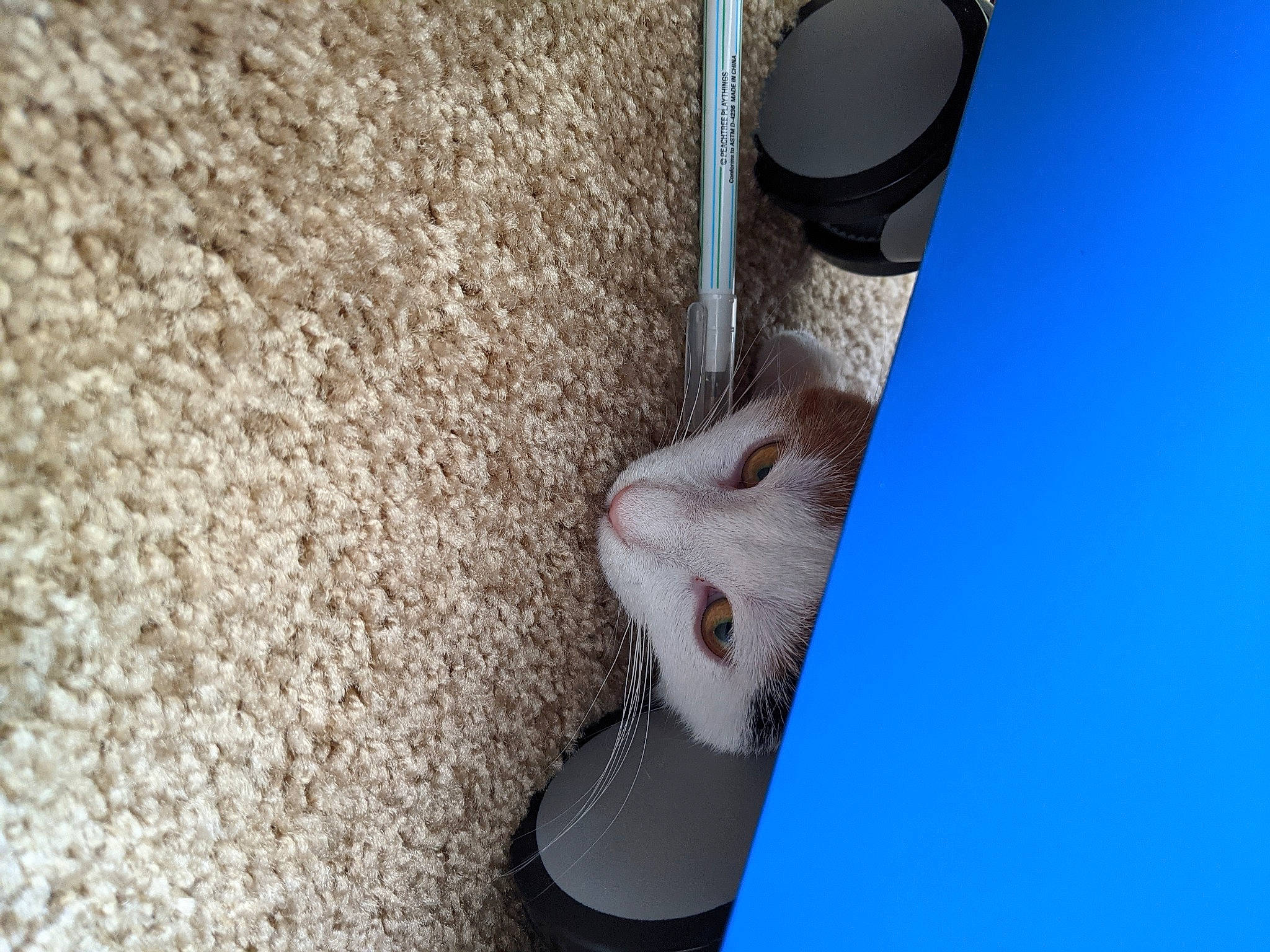 Niblet is registered to the contest to win money with this photo: audio_equipment, canidae, carnivore, coffee_cup, cup, electric_blue, felidae, flooring, foot, fur, human_leg, pedestrian, shoe, small_to_medium_sized_cats, snout, soil, tail, vehicle_door, whiskers, wood