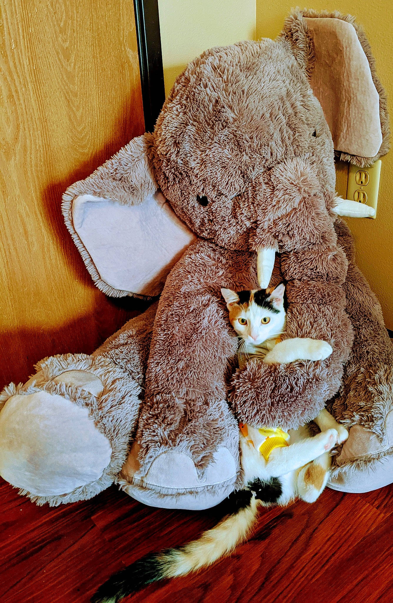 Niblet joined the competition — help win amazing prizes! baked_goods, bread, cake, cuisine, dish, finger_food, food, gluten, ingredient, linens, plate, plush, powdered_sugar, recipe, shelf, sliced_bread, stuffed_toy, sweetness, tableware, toy