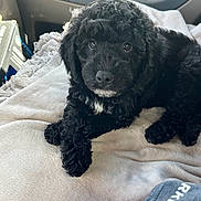 Swagger is registered to the contest to win money with this photo: puppy, dog, black_dog, curly_fur, blanket, car_interior, pet, cute, young_dog, lying_down, soft_texture, indoor, animal, furry, companion, relaxed, close_up, adorable, curious, domestic_animal