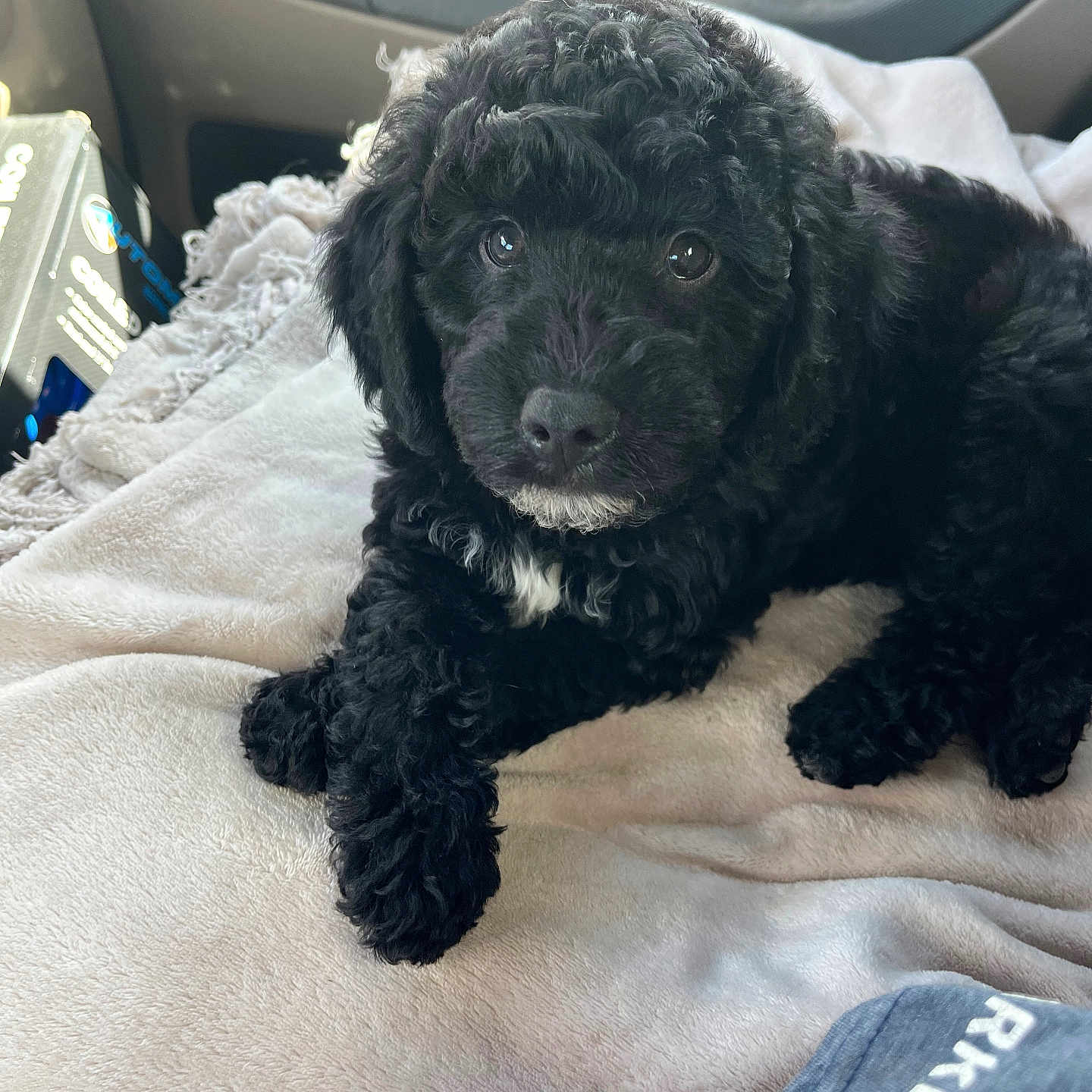 Swagger is registered to the contest to win money with this photo: adorable, animal, black_dog, blanket, car_interior, close_up, companion, curious, curly_fur, cute, dog, domestic_animal, furry, indoor, lying_down, pet, puppy, relaxed, soft_texture, young_dog