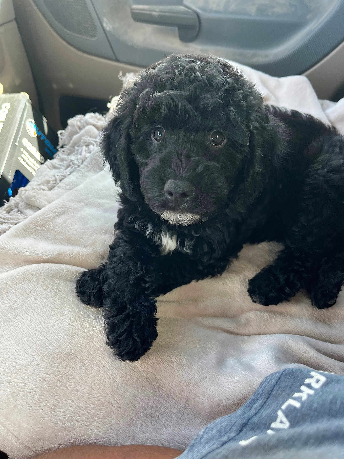 Swagger is registered to the contest to win money with this photo: puppy, dog, black_dog, curly_fur, blanket, car_interior, pet, cute, young_dog, lying_down, soft_texture, indoor, animal, furry, companion, relaxed, close_up, adorable, curious, domestic_animal