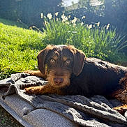 Idéo participe au concours pour gagner de l'argent avec cette photo : animal, backyard, blanket, brown, canine, cute, daylight, dog, eyes, flower, fur, garden, grass, nature, outdoor, pet, portrait, relaxing, resting, sunlight