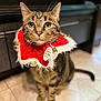 Uno participe au concours pour gagner de l'argent avec cette photo : animal, bells, blurred_background, cat, collar, cute, ears, eyes, feline, festive, floor, fur, holiday, indoor, kitchen, pet, red, tabby, tile, whiskers
