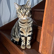 Uno a rejoint le concours — aidez-le/la à gagner de superbes lots ! cat, tabby, stairs, wooden, indoor, pet, animal, curious, feline, whiskers, ears, face, wallpaper, pattern, home, domestic, sitting, looking, eyes, fur