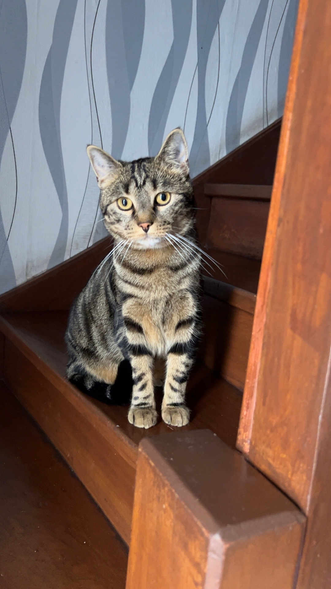 Uno a rejoint le concours — aidez-le/la à gagner de superbes lots ! cat, tabby, stairs, wooden, indoor, pet, animal, curious, feline, whiskers, ears, face, wallpaper, pattern, home, domestic, sitting, looking, eyes, fur
