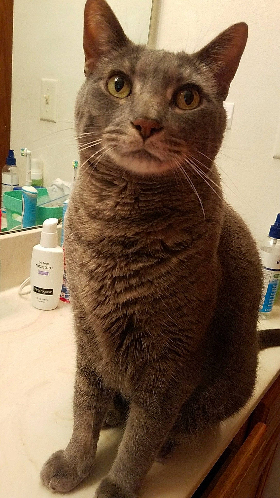 Douglas joined the competition — help win amazing prizes! bathroom, carnivore, cat, domestic_short_haired_cat, felidae, fluid, fur, household_supply, paper_towel, small_to_medium_sized_cats, snout, tail, terrestrial_animal, toilet_paper, whiskers