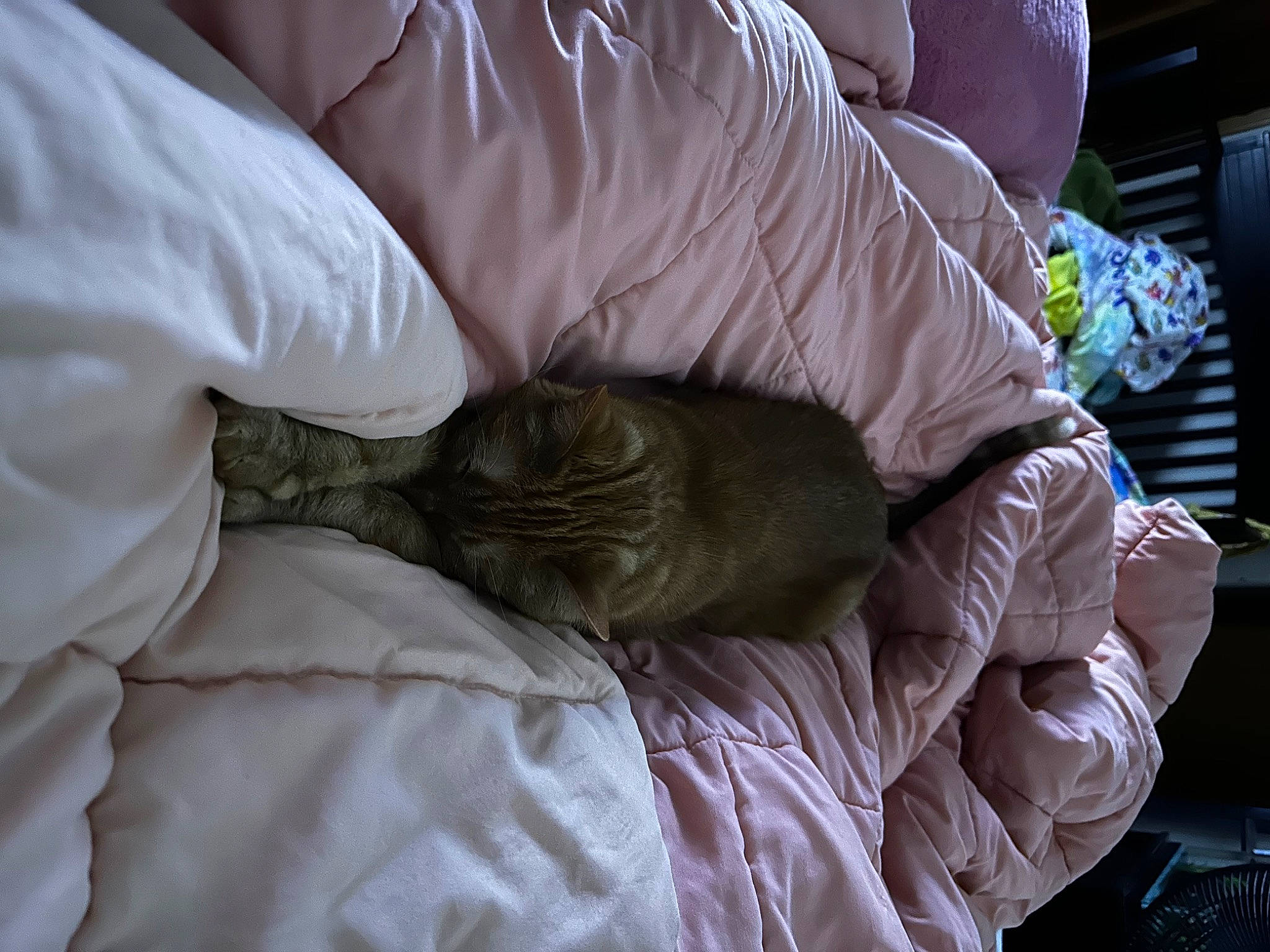 Squeaks is registered to the contest to win money with this photo: bedding, canidae, carnivore, cat, comfort, companion_dog, couch, dog_breed, duvet, felidae, fur, gesture, human_leg, linens, nap, sitting, sleep, small_to_medium_sized_cats, sporting_group, whiskers