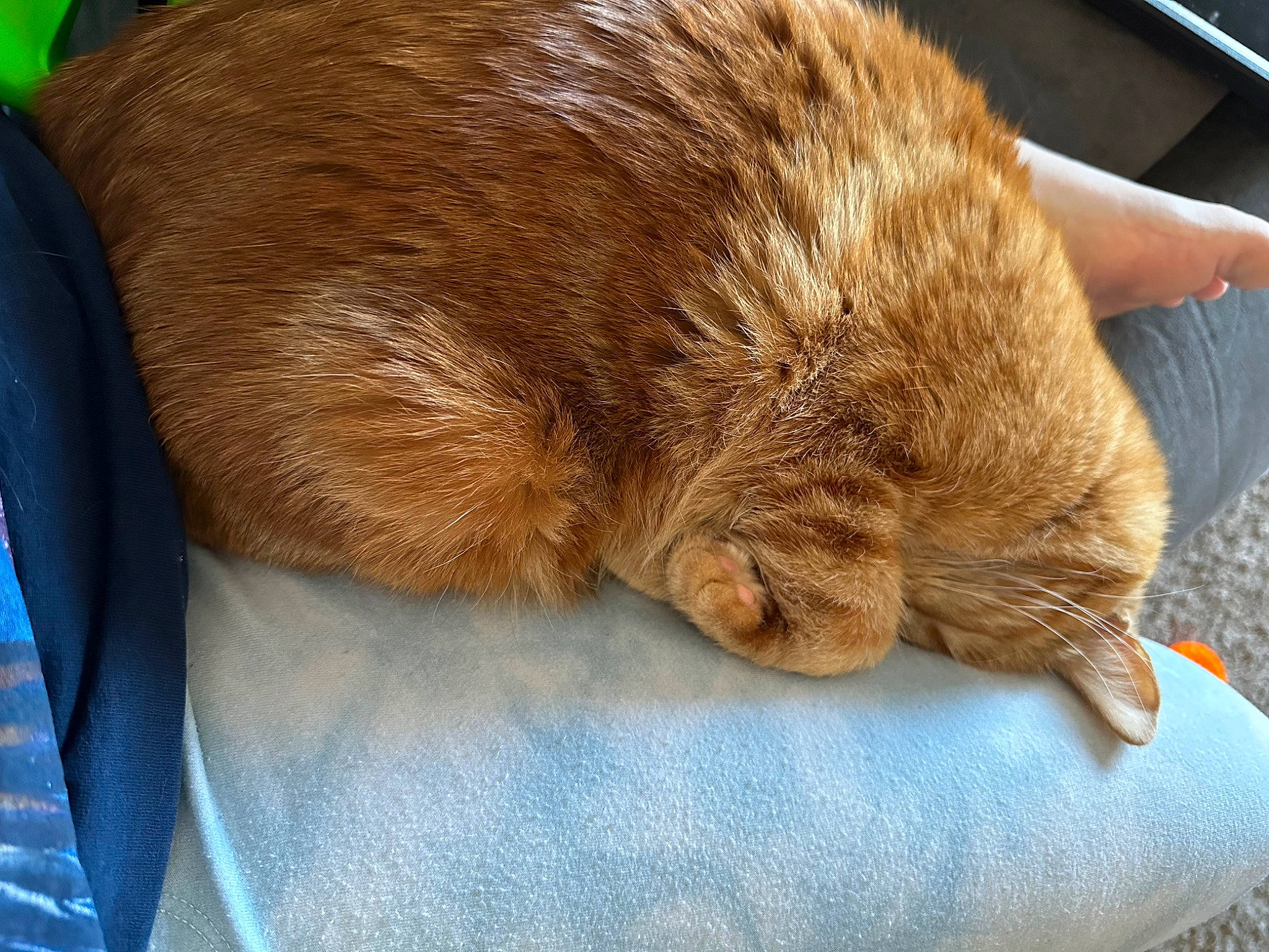 Squeaks is registered to the contest to win money with this photo: carnivore, cat, claw, comfort, domestic_short_haired_cat, electric_blue, fawn, felidae, flooring, fur, human_leg, liver, nap, small_to_medium_sized_cats, snout, sporting_group, tail, terrestrial_animal, whiskers, wood