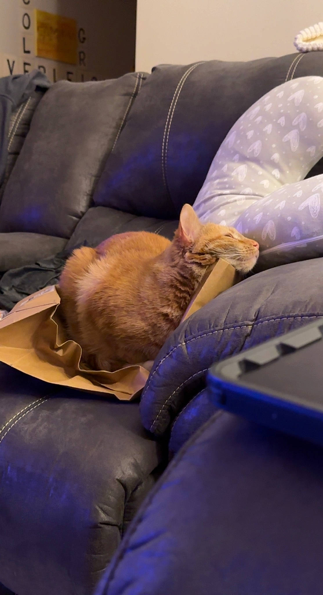 Squeaks joined the competition — help win amazing prizes! armrest, blue, canidae, carnivore, cat, comfort, companion_dog, couch, dog_breed, electric_blue, felidae, fur, human_leg, lap, linens, purple, sitting, small_to_medium_sized_cats, sporting_group, whiskers