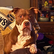 Skippy is registered to the contest to win money with this photo: dog, brown, white, pet, indoor, chair, blanket, furniture, paw, relaxed, cozy, home, living_room, shelf, decor, portrait, canine, resting, comfort, animal