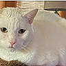 Princess joined the competition — help win amazing prizes! cat, white_cat, pet, indoor, close_up, resting, feline, animal, green_eyes, fur, whiskers, lamp, window_blinds, cozy, domestic, cute, relaxed, face, ears, pink_nose