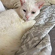 Princess is registered to the contest to win money with this photo: cat, white_cat, pet, animal, feline, indoor, blanket, quilt, patterned, cozy, resting, fur, closeup, domestic_cat, cute, relaxed, bedroom, soft, whiskers, pink_nose