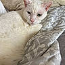 cat, white_cat, pet, animal, feline, indoor, blanket, quilt, patterned, cozy, resting, fur, closeup, domestic_cat, cute, relaxed, bedroom, soft, whiskers, pink_nose
