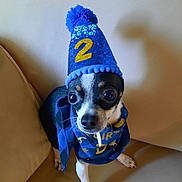 Rico joined the competition — help win amazing prizes! animal, beige_couch, black_and_white, blue_hat, celebration, chihuahua, close_up, costume, couch, cute, dog, fur, indoor, looking_up, party_hat, pet, scarf, shadow, sitting, small_dog