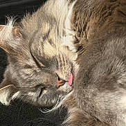 Casper is registered to the contest to win money with this photo: cat, sleeping, tongue_out, fluffy, close_up, fur, cute, pet, animal, whiskers, ear, nose, relaxed, cozy, resting, feline, domestic_animal, soft_texture, mouth, portrait