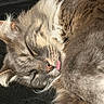 cat, sleeping, tongue_out, fluffy, close_up, fur, cute, pet, animal, whiskers, ear, nose, relaxed, cozy, resting, feline, domestic_animal, soft_texture, mouth, portrait