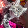 Casper is registered to the contest to win money with this photo: kitten, cat, gray_fur, whiskers, sunlight, blanket, polka_dots, indoor, pet, feline, cute, young_animal, fur, portrait, colorful_background, painting, relaxing, cozy, close_up, animal