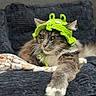 Casper joined the competition — help win amazing prizes! cat, gray_cat, crochet_hat, green_hat, pet, cozy, blanket, indoor, feline, portrait, whiskers, ears, paw, relaxed, cute, animal, domestic_cat, soft_texture, home, resting