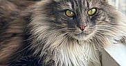 Casper is registered to the contest to win money with this photo: cat, fluffy, window, yellow_eyes, fur, pet, animal, indoor, closeup, relaxed, portrait, whiskers, mammal, feline, laying_down, domestic_cat, soft_light, curtains, floor, house