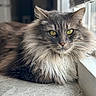 cat, fluffy, window, yellow_eyes, fur, pet, animal, indoor, closeup, relaxed, portrait, whiskers, mammal, feline, laying_down, domestic_cat, soft_light, curtains, floor, house