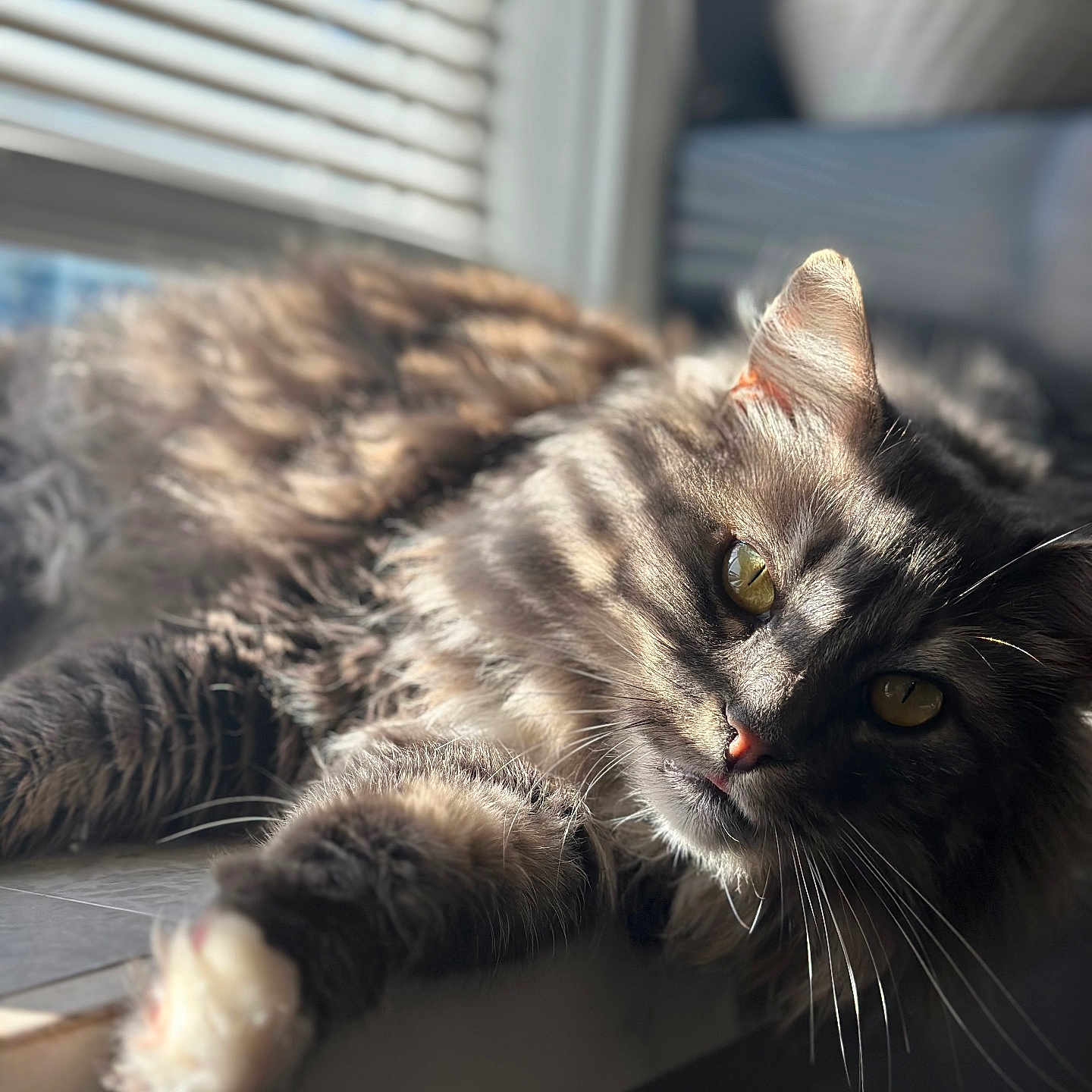 Casper joined the competition — help win amazing prizes! cat, tabby, fluffy, windowsill, sunlight, blinds, striped, yellow_eyes, relaxing, closeup, indoor, pet, fur, whiskers, cozy, shadow, portrait, animal, laying, soft_light