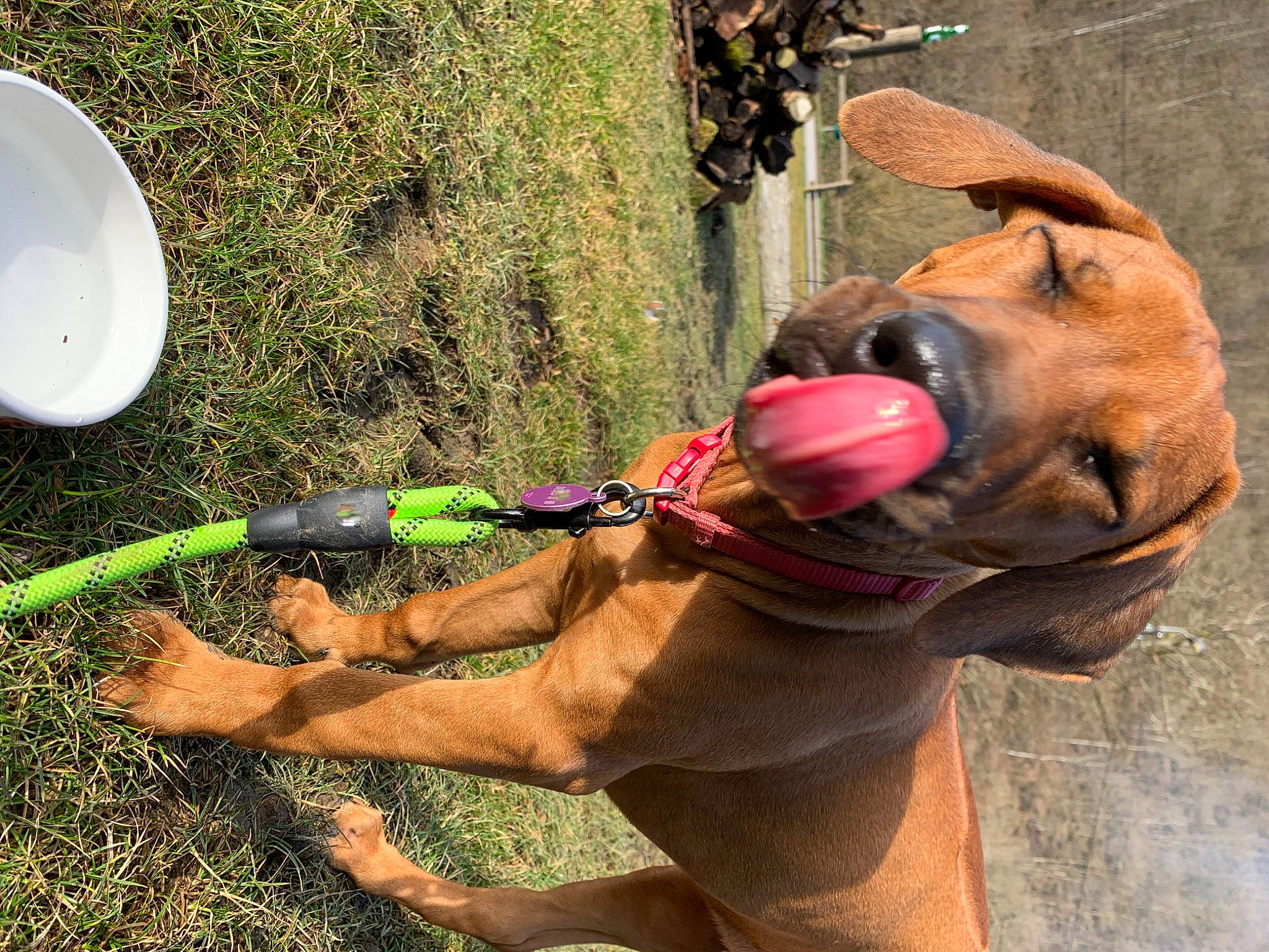 Rosie a rejoint le concours — aidez-le/la à gagner de superbes lots ! adventure, ancient_dog_breeds, bicycle_handlebar, climbing_harness, collar, companion_dog, dog, dog_collar, elbow, fashion_accessory, grass, human_leg, leash, plant, recreation, rock_climbing_equipment, soil, working_animal, wrinkle, wrist