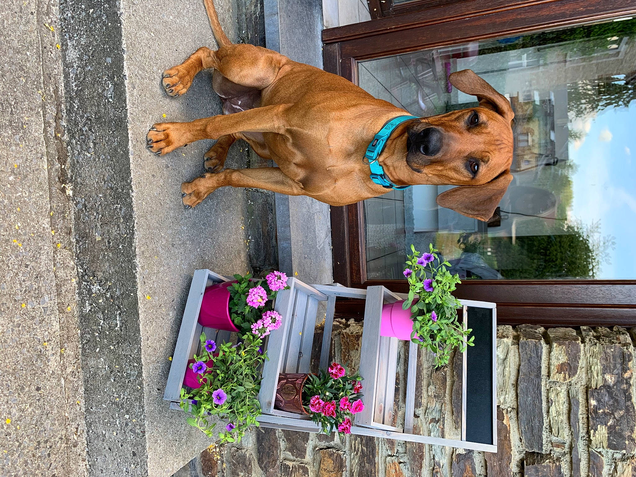 Rosie a rejoint le concours — aidez-le/la à gagner de superbes lots ! canidae, carnivore, collar, companion_dog, dog, dog_breed, dog_collar, dog_supply, facade, fawn, fence, flower, liver, pet_supply, plant, snout, sporting_group, window, wood, working_animal